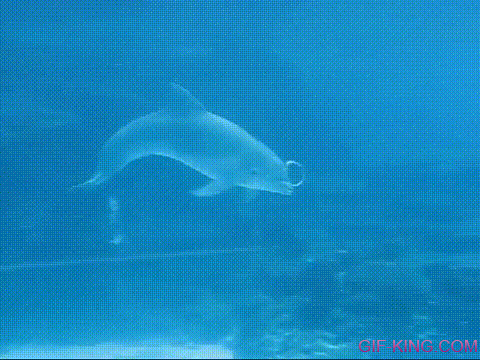 Dolphin Spins Air Bubble