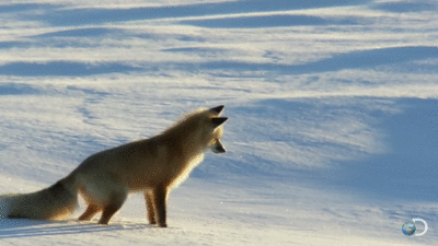 fox diving in the snow
