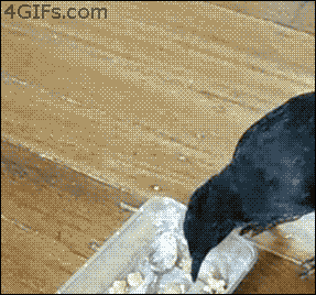 Smart crow feeds cat and dog