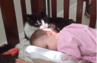 Cat Licks Baby's Head Clean