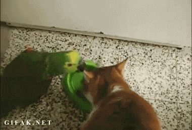 Parrot vs. Cat epic Food-Fight!
