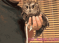Perplexed Owl