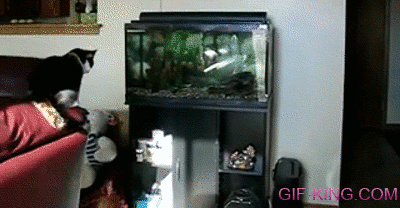 cat jumps into aquarium fail