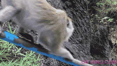 Sliding Monkey