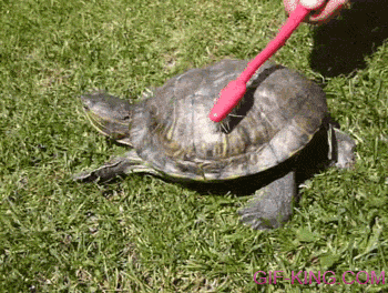 Turtle Toothbrush Dance
