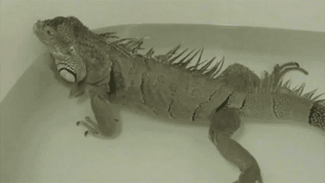 Iguana Fart in a Bathtub