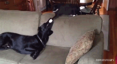 cat play with dog