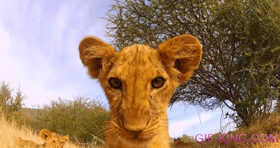 Lion Cub Finds A Camera
