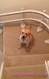 Dog Down The Stairs