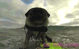 Pug Rides The Waves