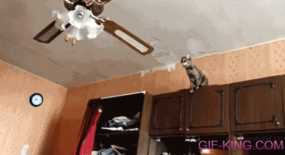 Cat Trying to Jumps onto Ceiling Fan Fail