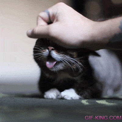 Cat Enjoying A Head Rub