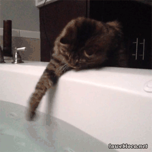 cat drink water from the bathtub
