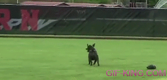 Dog Invades Softball Game