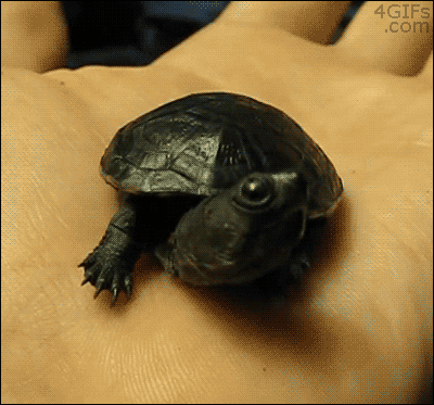Yawning tiny turtle