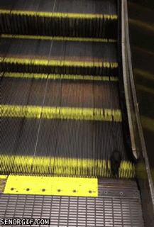 Rat can't figure out escalator