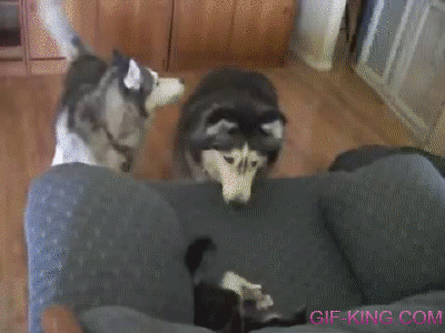 Dogs Want To Play With Kitten