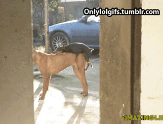 Tiny Dog Humps Large Dog