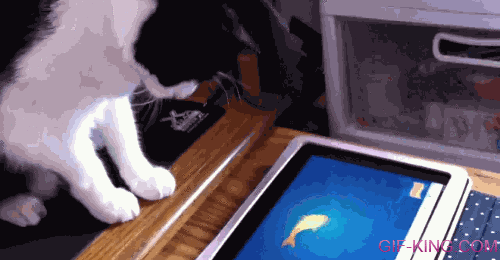 cat play with tablet