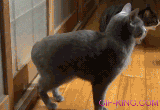 Cat Knocks On The Door