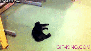 scooter cat finds a new way to move