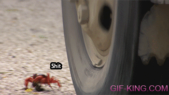 Crab vs. Car Wheel