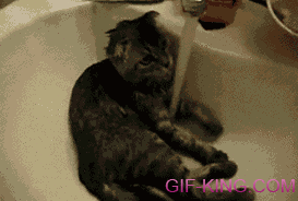 Cat Showering in Sinks
