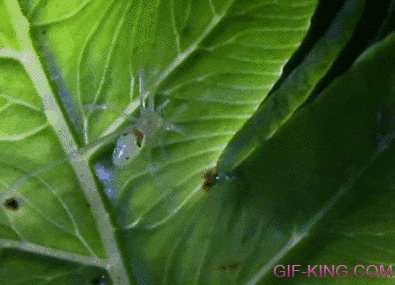 The Only Carnivorous Caterpillar