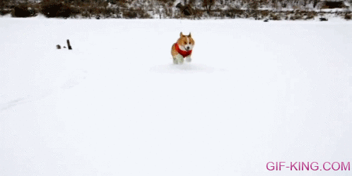 Dog Playing in The Snow