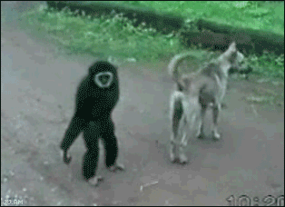 Monkey has fun with dog