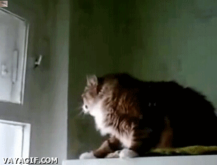 cat opens window