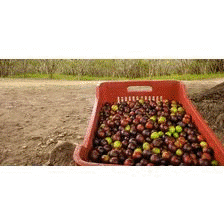 buy Organic maca powder