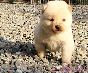Cute puppies pictures