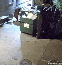 bear steals an entire dumpster from a restaurant