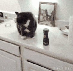 cat knock over