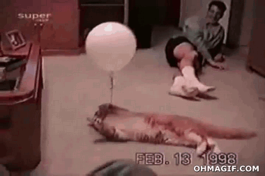 Cat Afraid of Balloon Pop