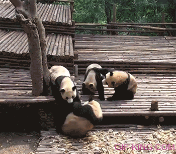 Cute panda group fight