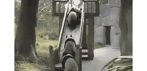 pandas playing on the slide