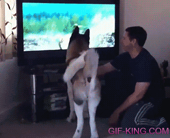 Akita Dog VS Bear On TV