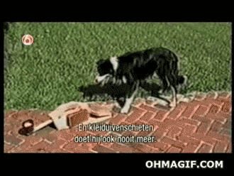 clever dog playing with himself