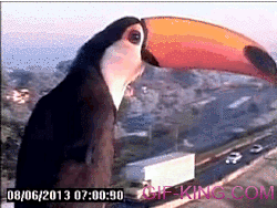 A Toucan Finds A Traffic Cam