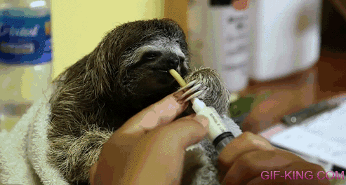 Little Sloth Enjoys Drinking