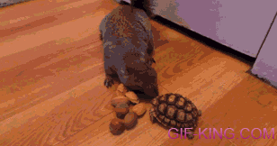Funny Turtle Slow Reaction