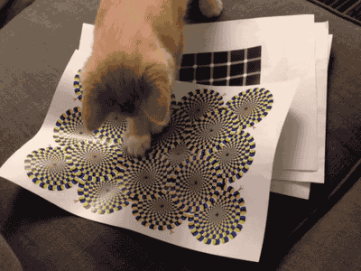 cat playing with optical illusion