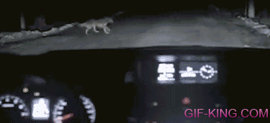 Dog Stealing A Car