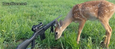 deer licks the barrel of the gun