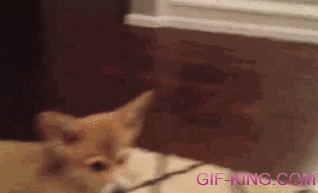 Corgi Puppy Sees Itself In Mirror