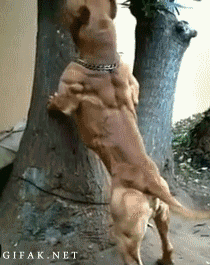 Muscled Dog
