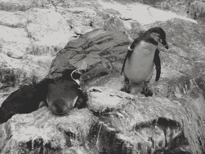 Penguin Knocks Penguin Into Water