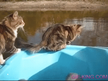 Cat Swimming